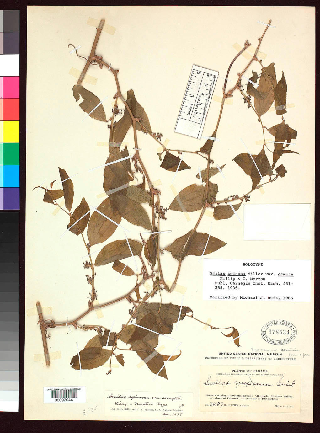 Smilax spinosa var. compta image
