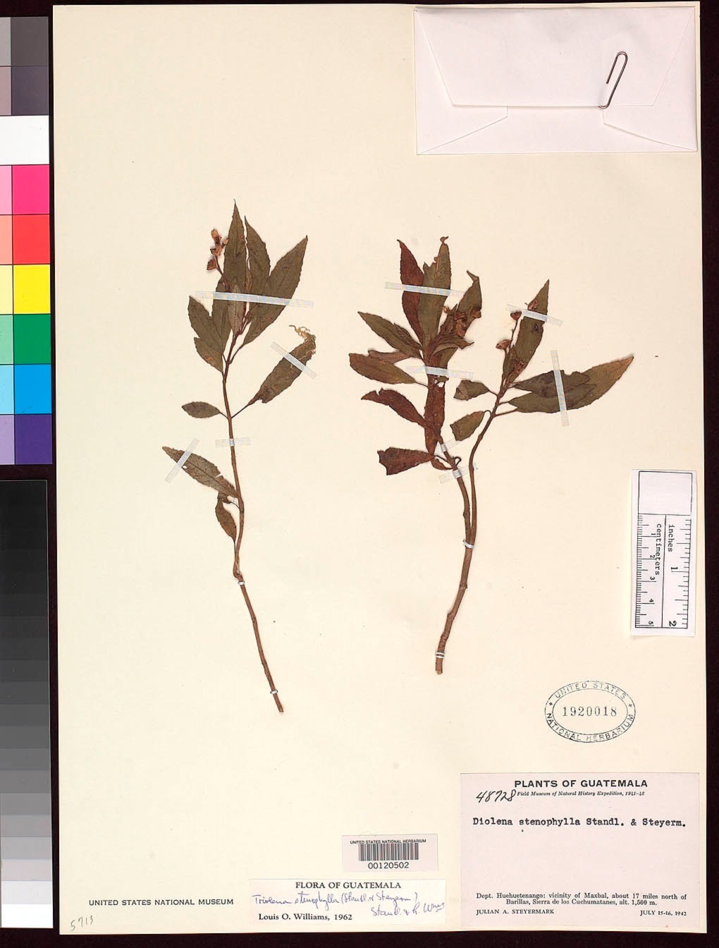 Diolena stenophylla image