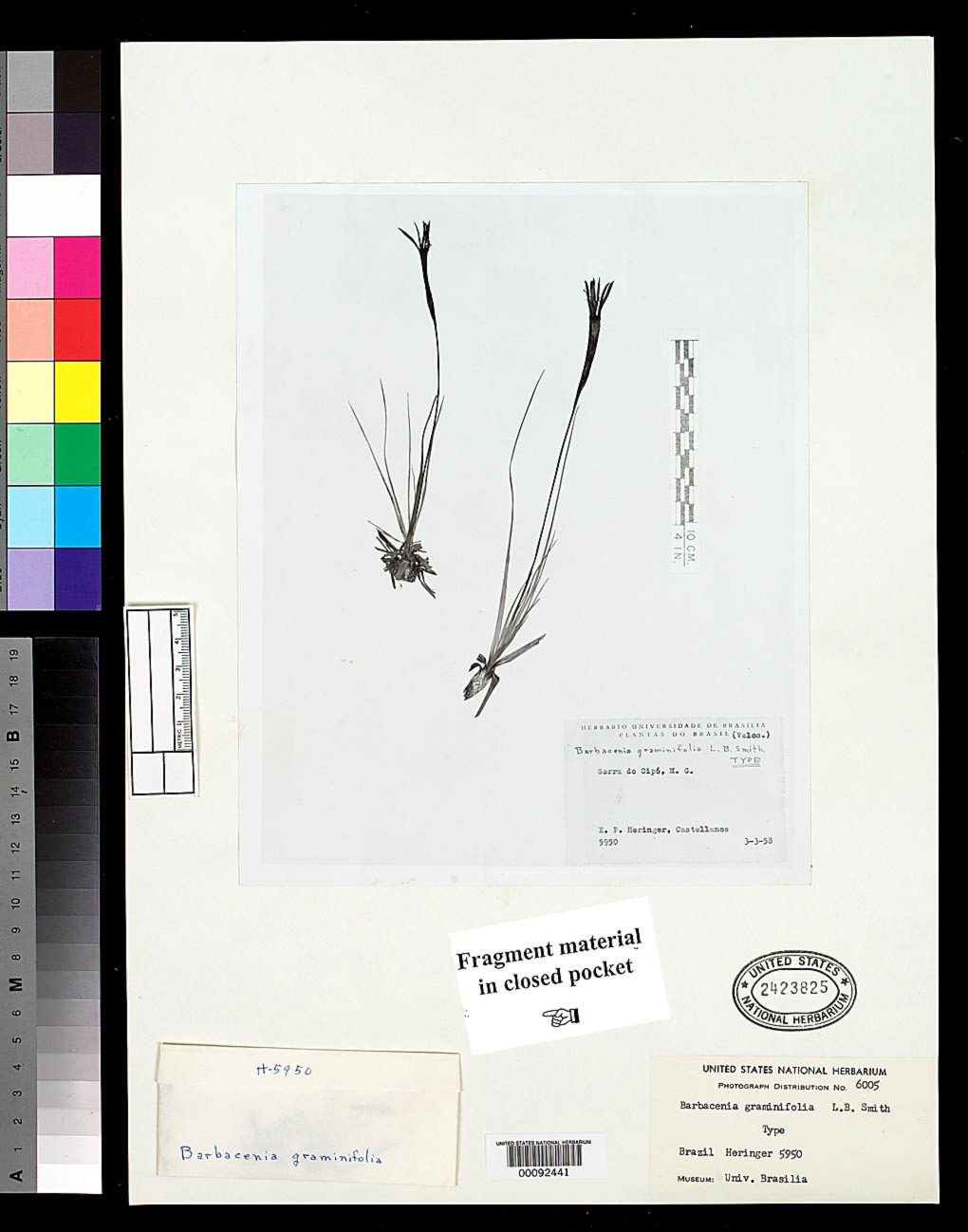Barbacenia graminifolia image
