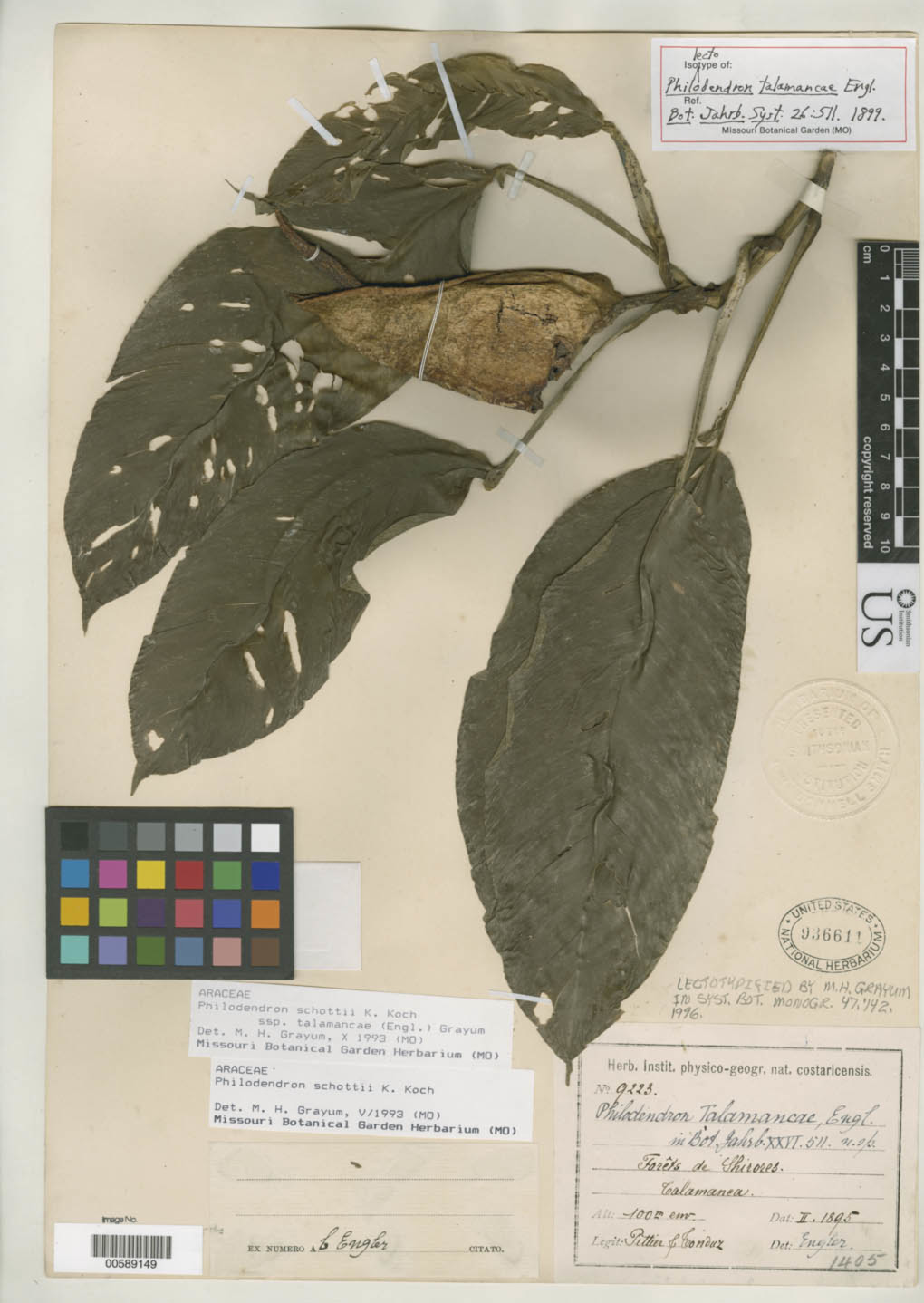 Philodendron talamancae image