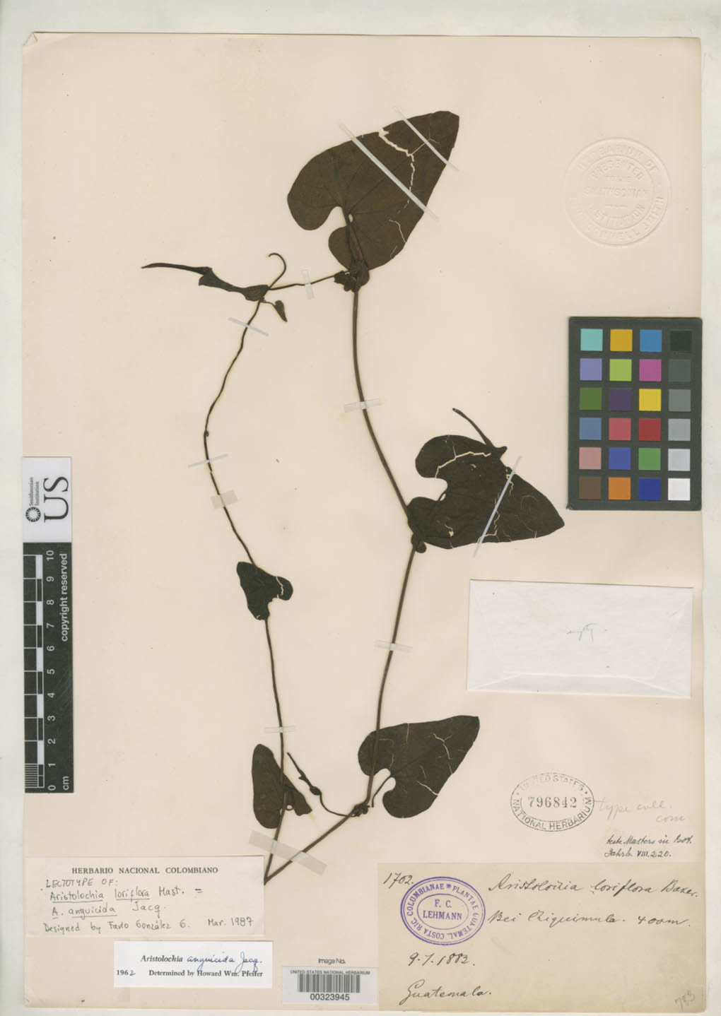 Aristolochia loriflora image