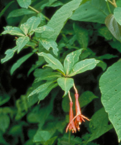 Fuchsia austromontana image
