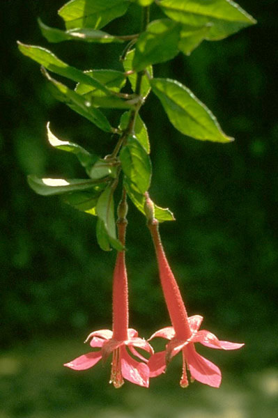 Fuchsia corollata image