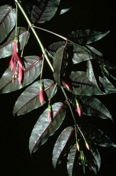 Fuchsia regia subsp. regia image