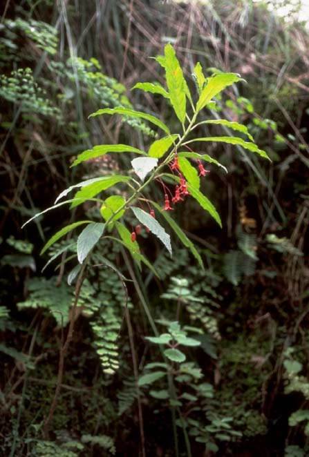 Fuchsia pachyrrhiza image