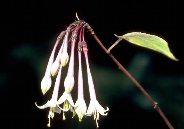 Fuchsia pilaloensis image