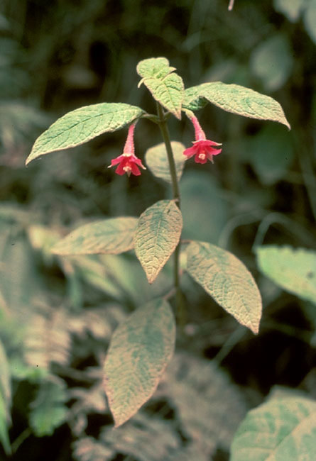Fuchsia scabriuscula image