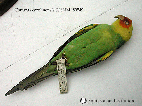 Conuropsis carolinensis : Psittacidae : Psittaciformes : Aves : Chordata (Carolina Parakeet), collec